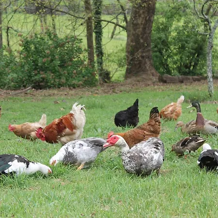 Casa De Requeixo * Póvoa de Lanhoso
