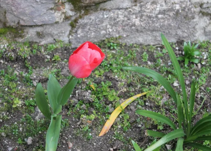 度假居 卡萨德瑞奎欧旅馆 波瓦德兰赫索